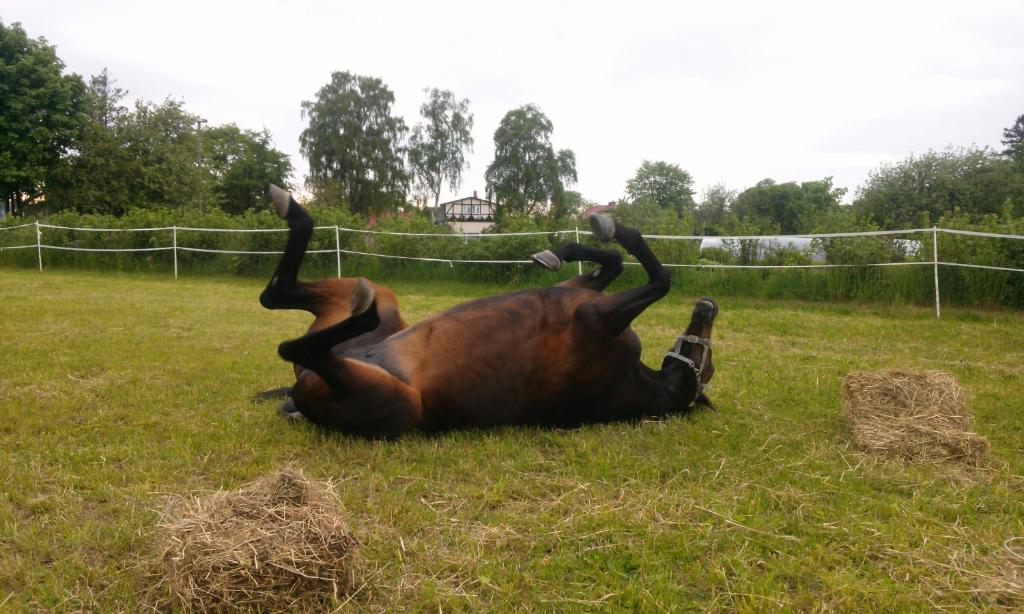 a horse rolling around on its back in the grass at Chata Baryła in Sulęczyno