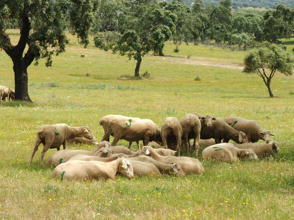 Casa Rural Dehesa de Solana, Herrera de Alcántara (updated prices 2026)
