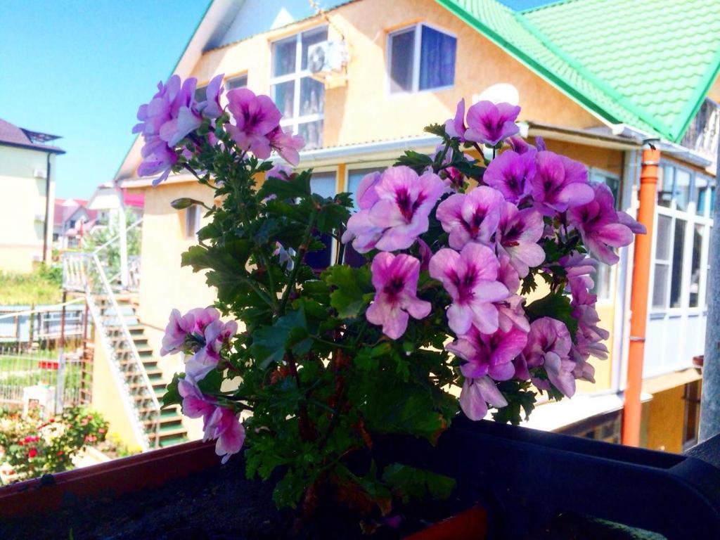 un montón de flores púrpuras sentadas en el alféizar de la ventana en Guest house on Kamyshovaya 12 a, en Adler