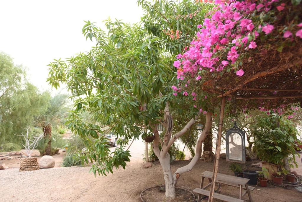 a tree with pink flowers in a garden at Williams House in Eilat