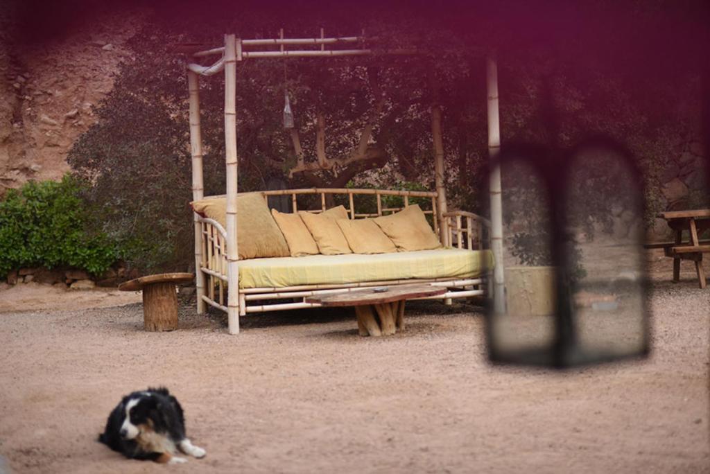 a dog laying on the ground next to a bed at Williams House in Eilat