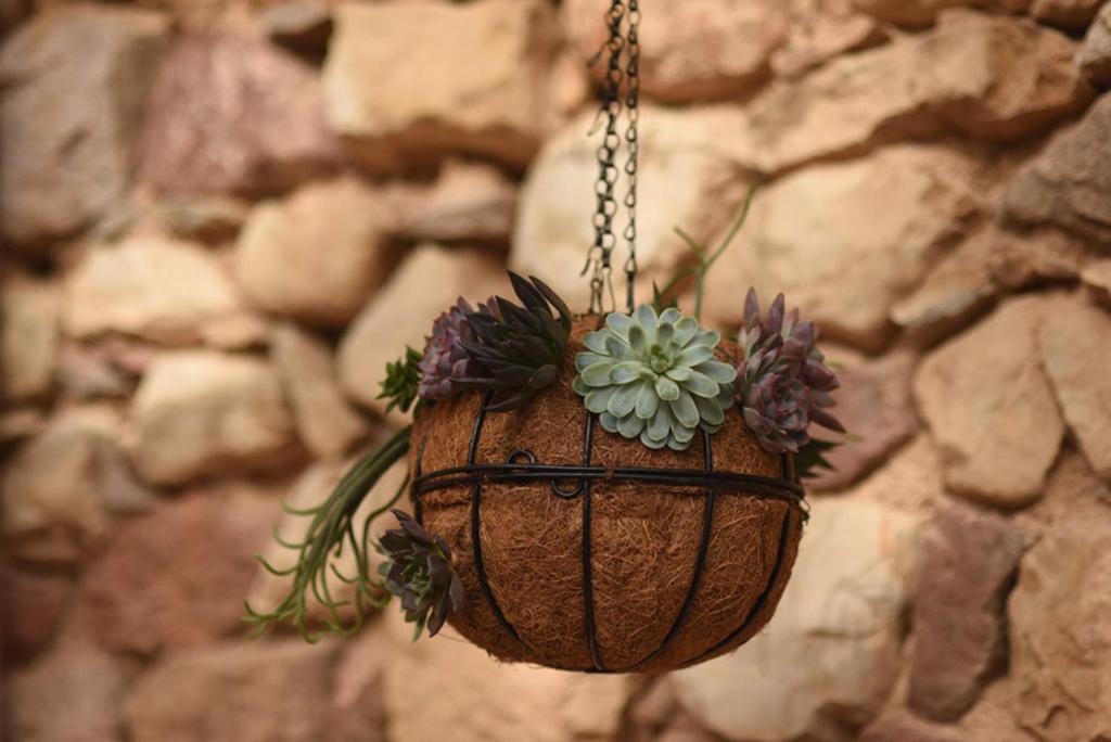 a hanging flower basket with a plant in it at Williams House in Eilat