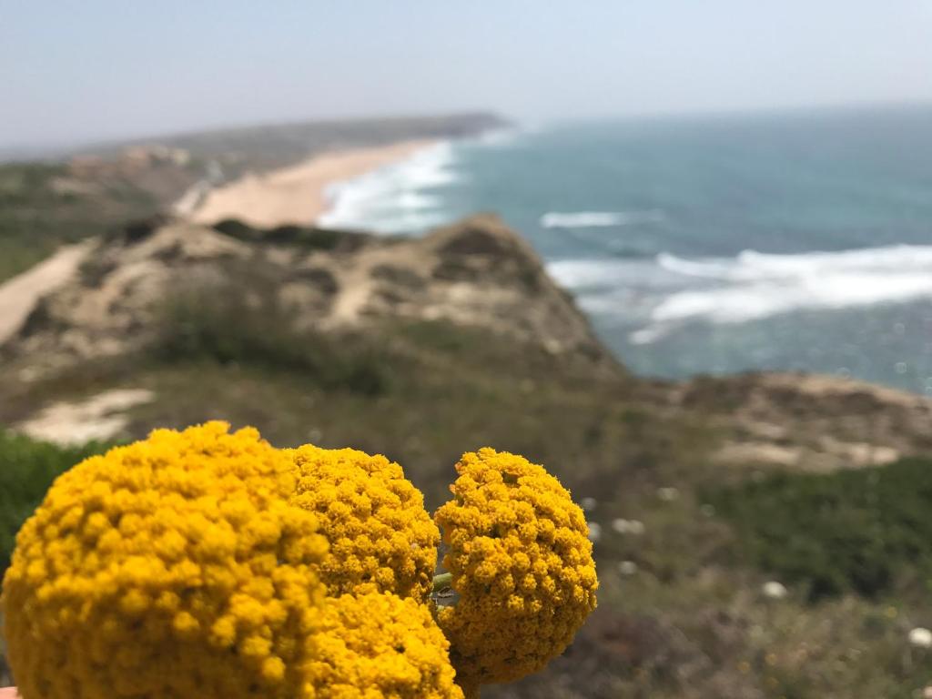 a bunch of yellow flowers on top of a mountain at Blue Beach House in Santa Cruz