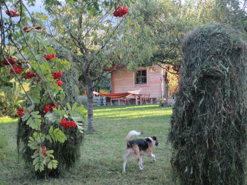 Domácí mazlíčci ubytovaní s hosty v ubytování Ferienhaus Mandlhof