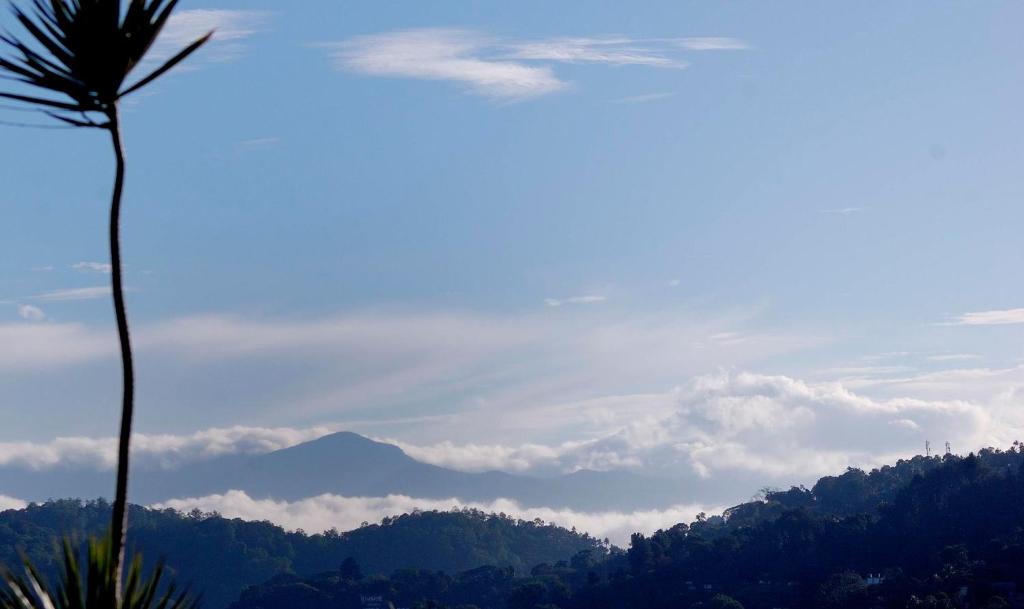 a palm tree and a mountain in the distance at Evergreen in Kandy