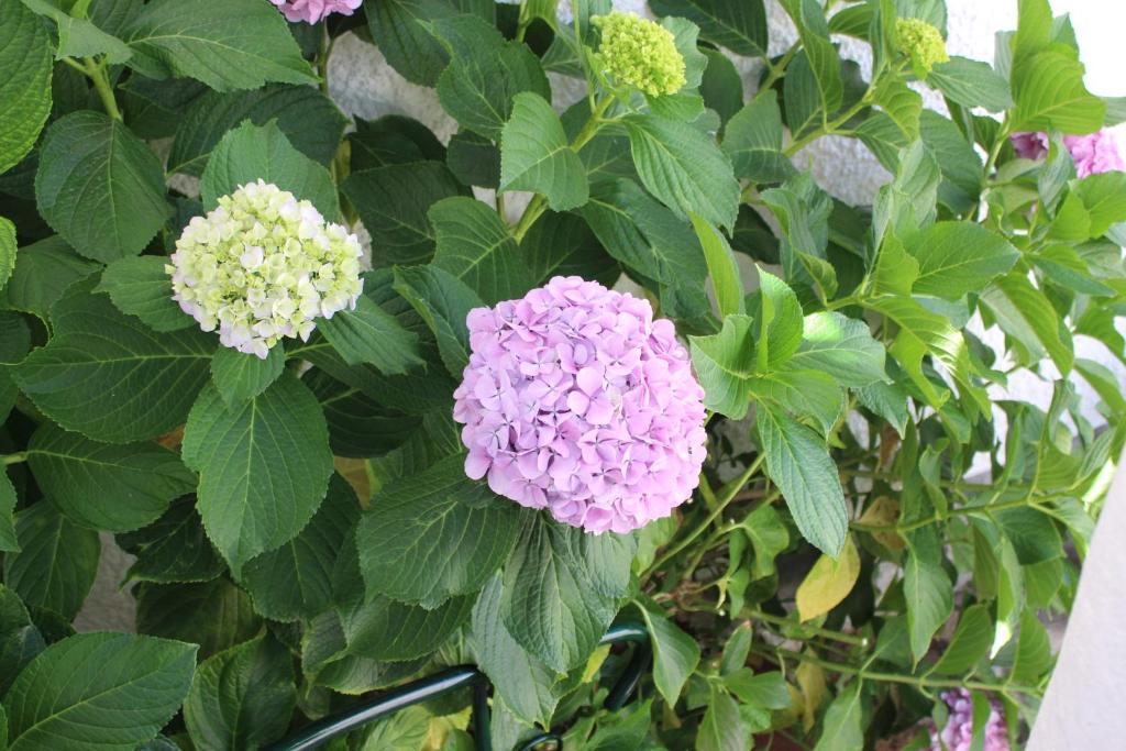 un montón de flores rosas y blancas en un arbusto en Estúdio Mateus, en Areia Branca