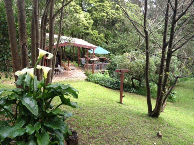 
a picnic table in the middle of a lush green forest at Stone's Throw Cottage Bed and Breakfast in Belgrave
