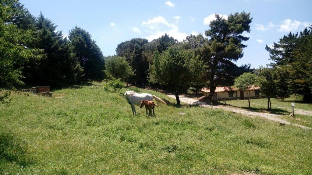 Animale la sau în apropiere de această pensiune agroturistică