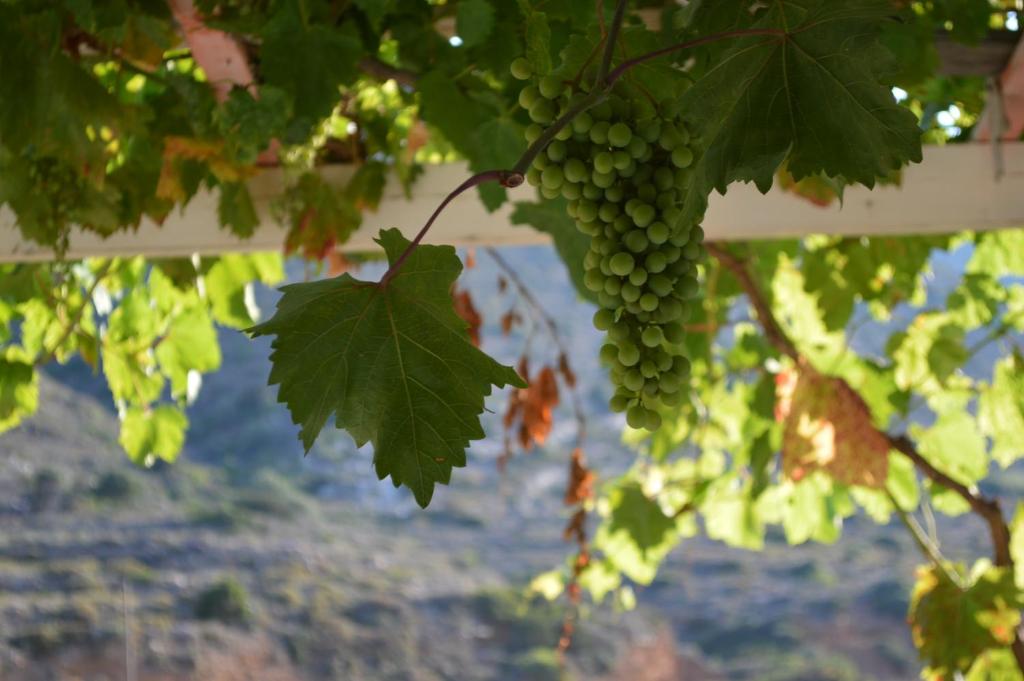 Une bande de raisins verts suspendus à un arbre dans l'établissement Koukos, à Agia Theodoti