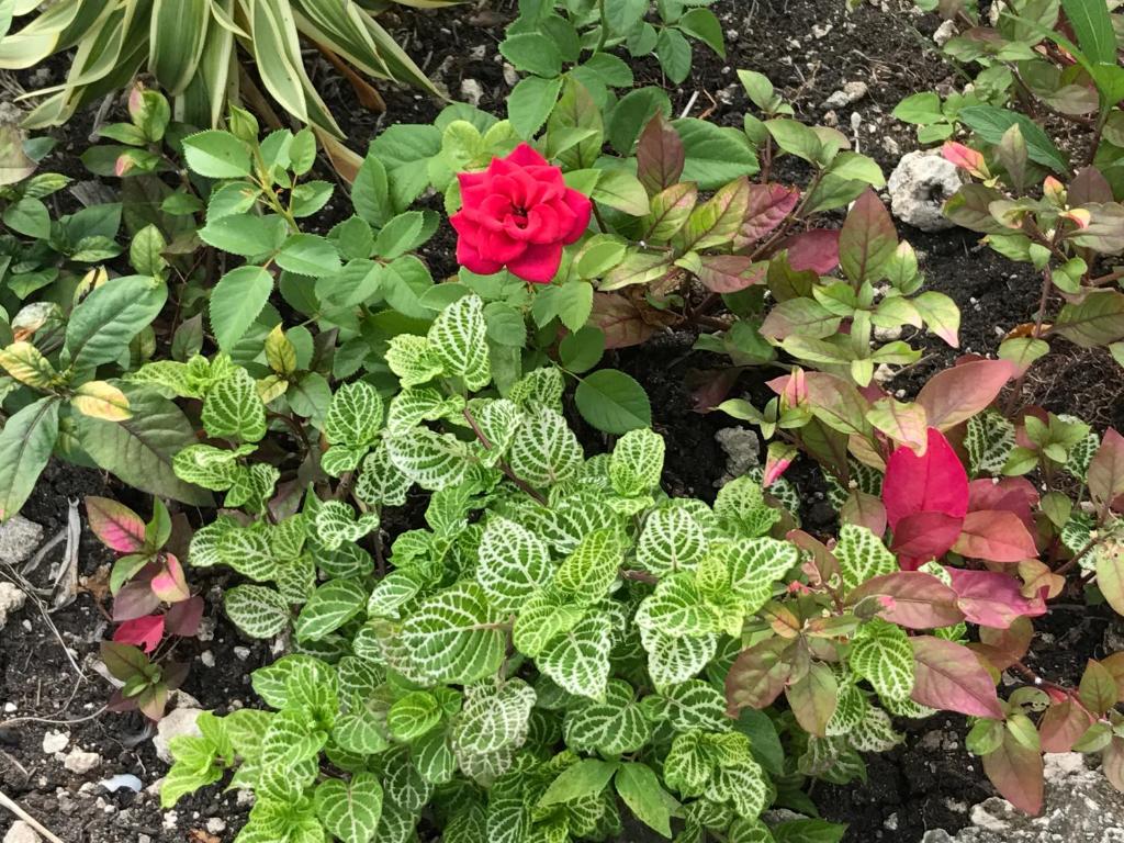 a red rose in a garden with green plants at Glynver Apartments in Christ Church