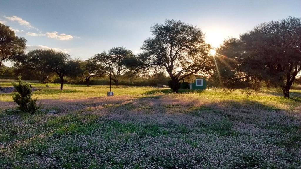 um campo de flores roxas em frente às árvores em Cabañas Los Algarrobos em San Marcos Sierras