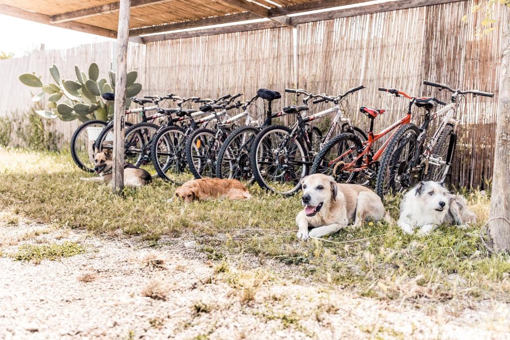 Domácí mazlíčci ubytovaní s hosty v ubytování Masseria Prosperi
