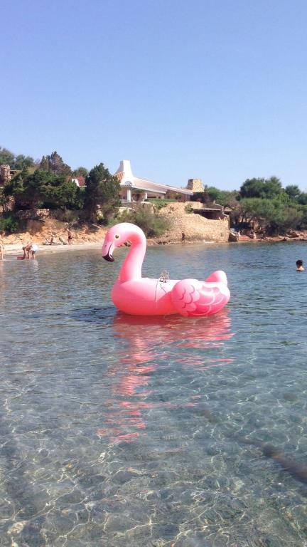 un cigno rosa nell'acqua vicino a una spiaggia di Residenza Chrysalis Bay a Porto Cervo