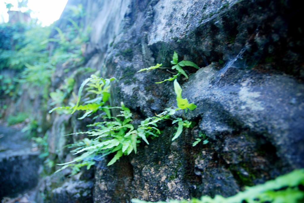 uma planta que cresce ao lado de uma rocha em The Mountain em Hangzhou