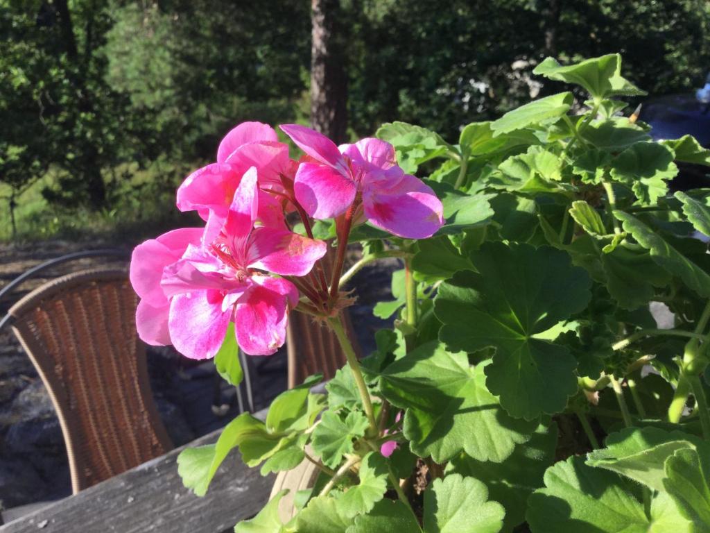 Zahrada ubytování Lillstuga Strömma