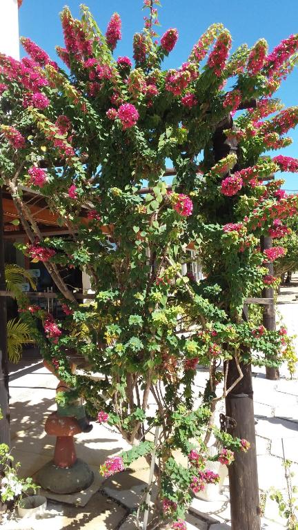  Pousada Miosotis