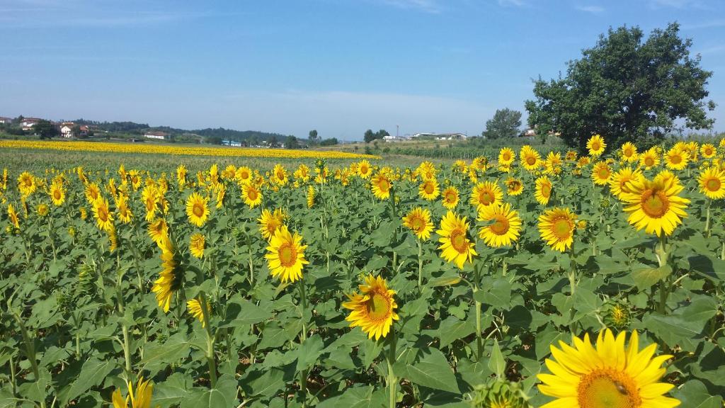 Agriturismo Le Baccane