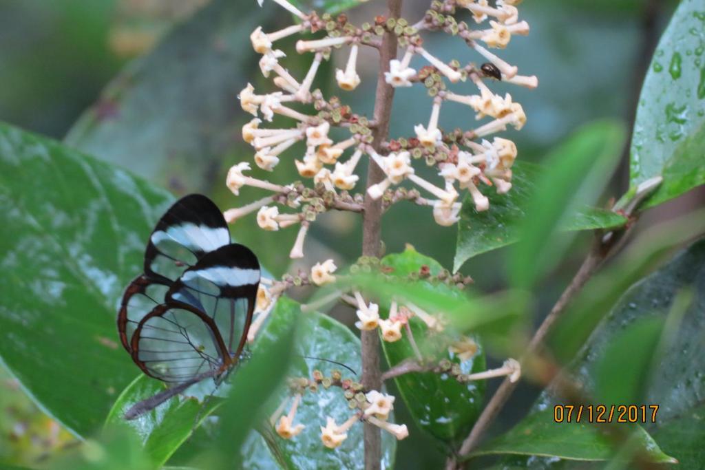 a black and white butterfly on a plant at CreaDora in Boquete