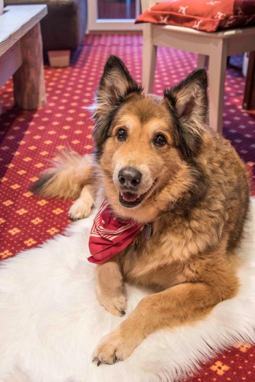 Hotel & Restaurant Grüner Baum - Die Grüne Oase Am Feldberg - 9