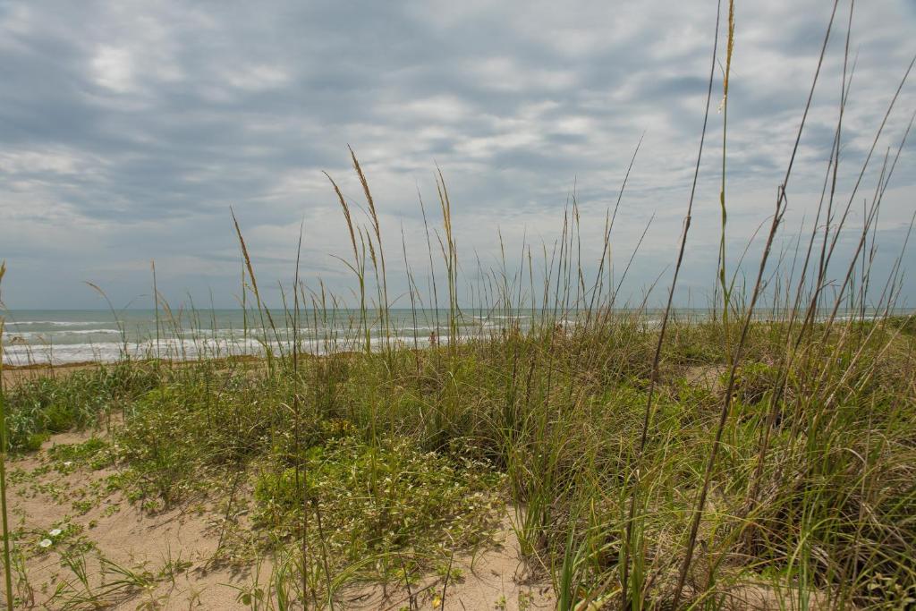a beach with tall grass in the sand and the ocean at South Padre Island Beach Rentals in South Padre Island