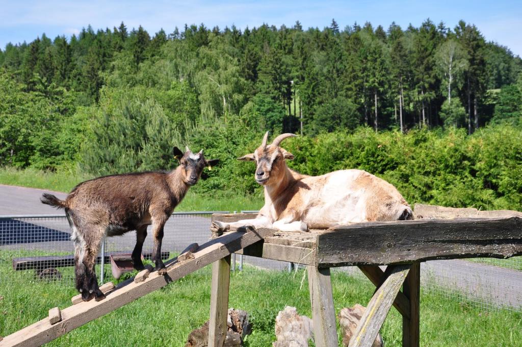 Zvířata v kempu nebo okolí