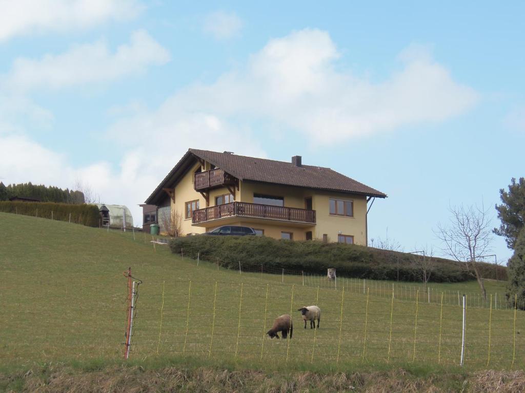 twee schapen grazen in een veld voor een huis bij Ferienwohnung Desirée in Friedrichshafen