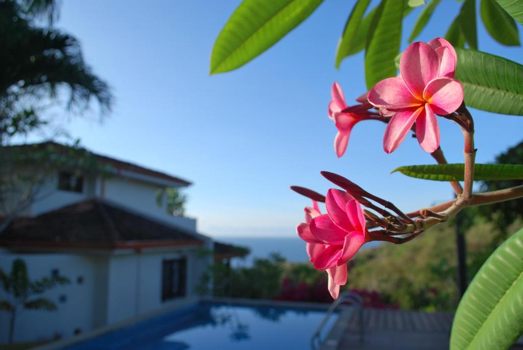 Bazén v ubytování Casa Frangipani nebo v jeho okolí