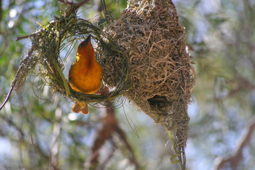 Animales en el lodge o alrededores