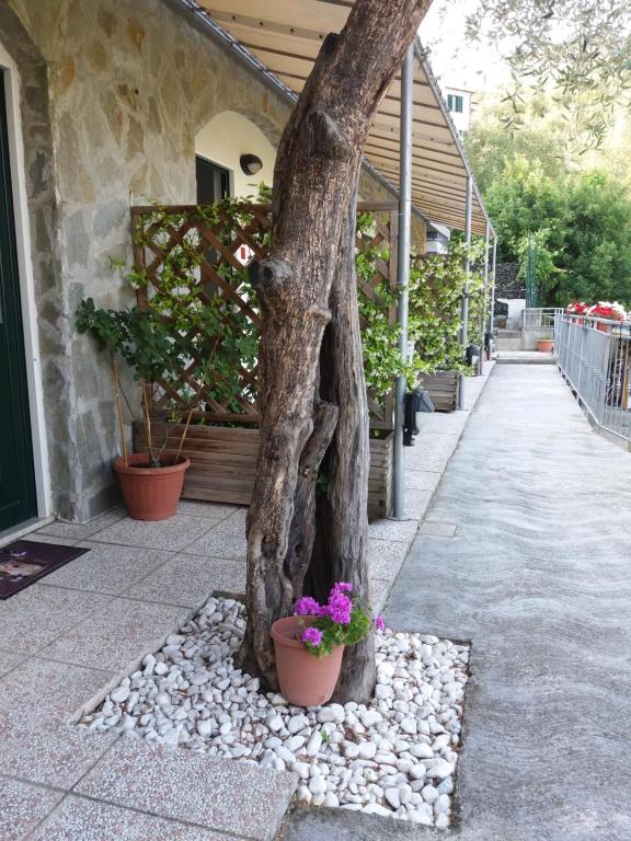 Un árbol con flores en una olla al lado de una acera en Affittacamere arabafenice, en Vezzano Ligure