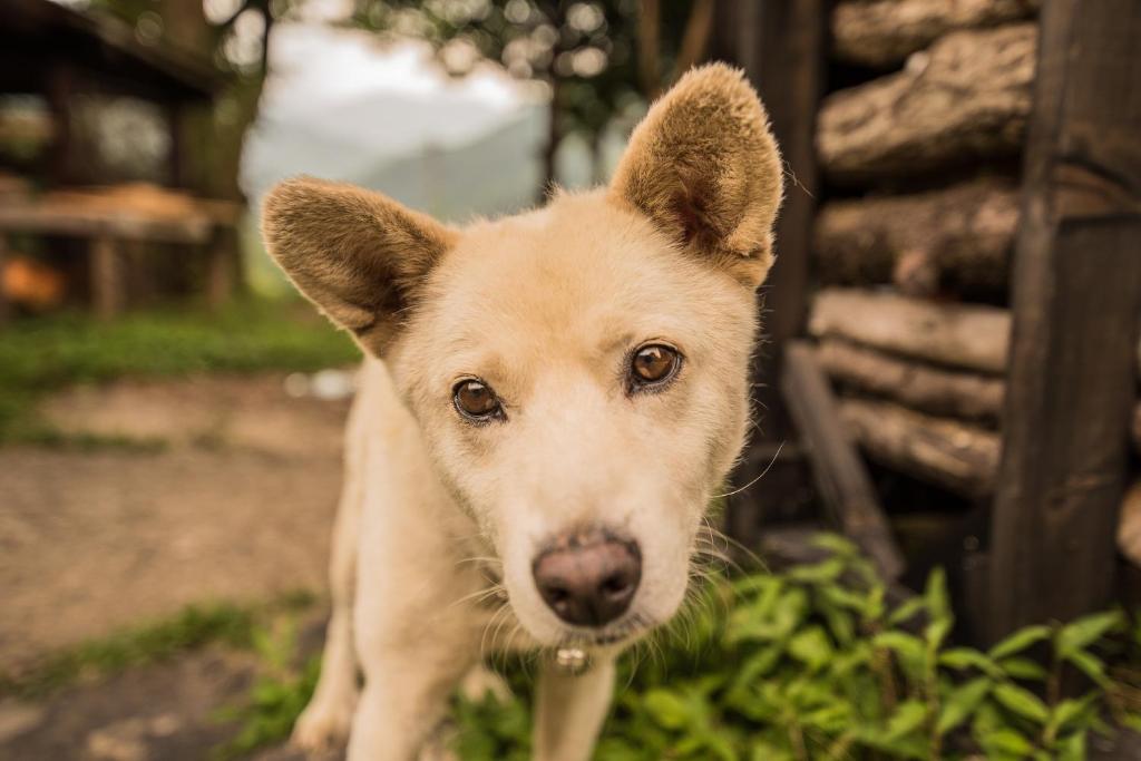 Mascotas con sus dueños en Hostel Yui-an