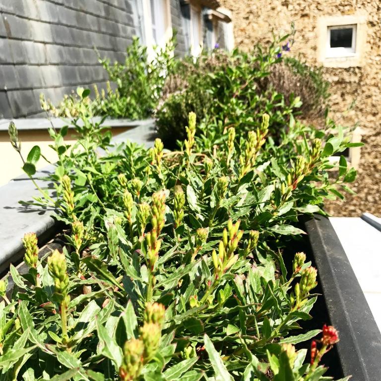 Hôtel Recamier - Resim 14