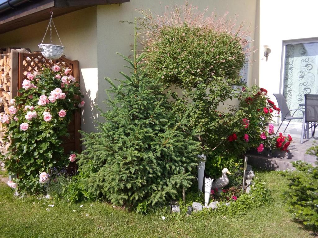 Zahrada ubytování Domki Kapitańskie z prywatnym polem do gry w Mini Golf