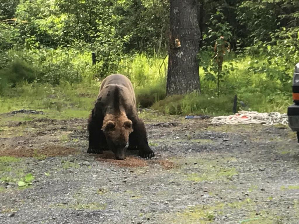 a large brown bear standing in a field at Resurrection River Rentals in Seward