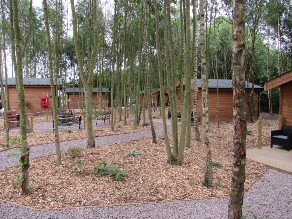 ein Wald von Bäumen mit einem Gebäude im Hintergrund in der Unterkunft Riddings Wood lodges in Alfreton