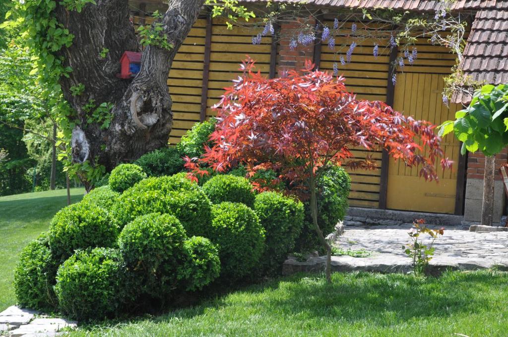 Fotografie z fotogalerie ubytování Guesthouse Djurić v destinaci Negotin