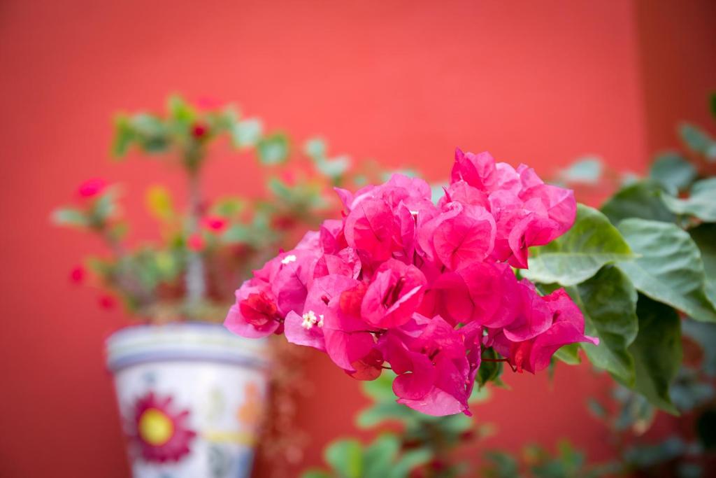 Hotel Romerito - Resim 18