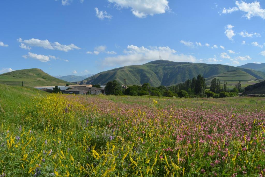 a field of flowers with mountains in the background at Azoyan Holiday Resort in Sisian