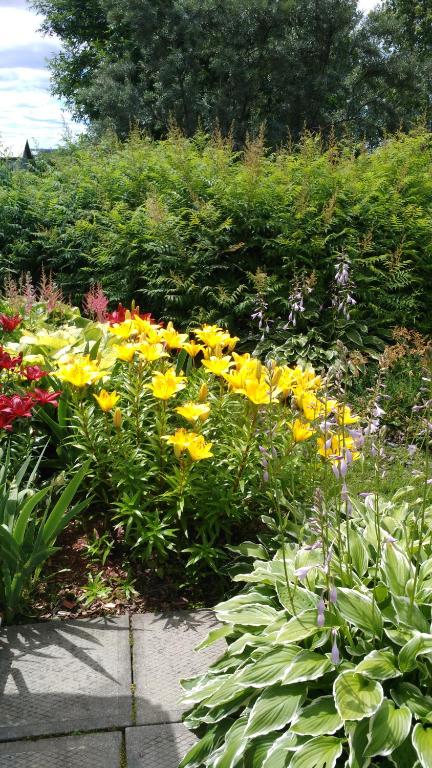 a garden filled with yellow and purple flowers at Les Gites Makadan in Normandin