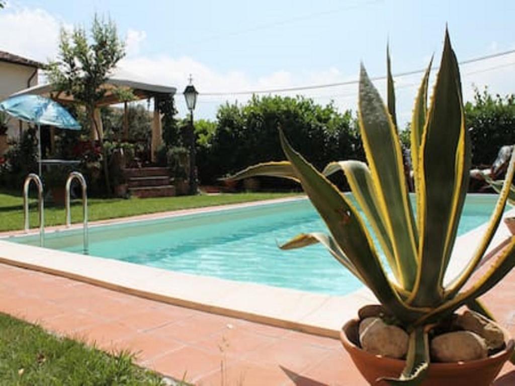 a plant in a pot next to a swimming pool at B&B Alla Santella in Calvagese della Riviera