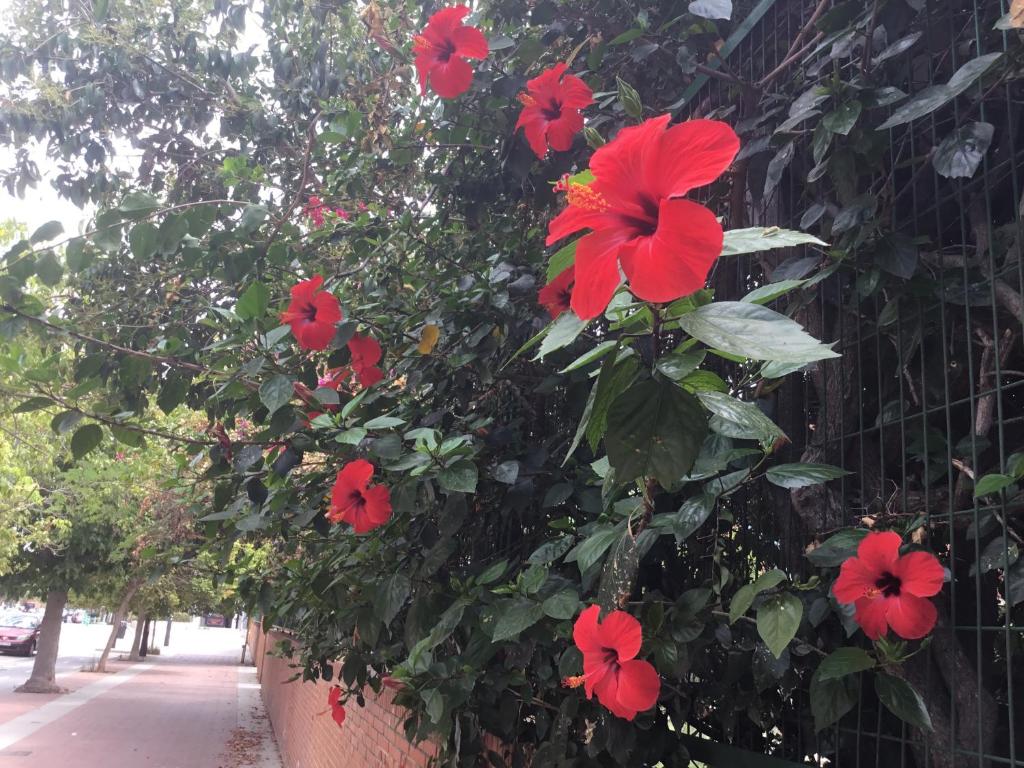 a plant with red flowers on a fence at Apartamentо Menorcа Апартаменты Менорка in Valencia