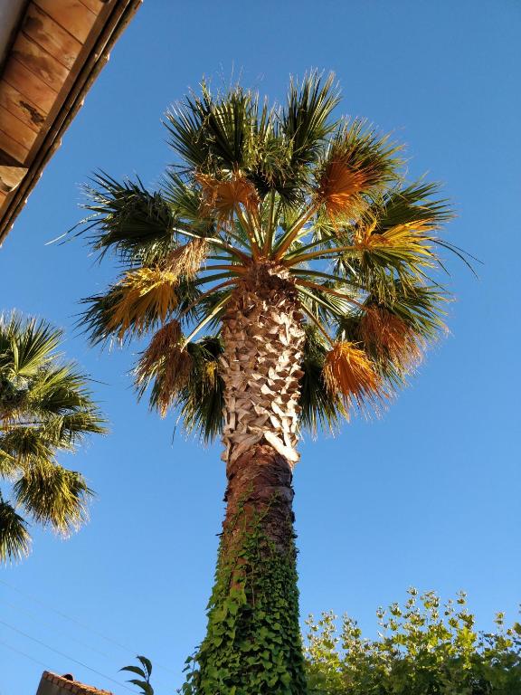 Gallery image of La palmeraie in Marseille