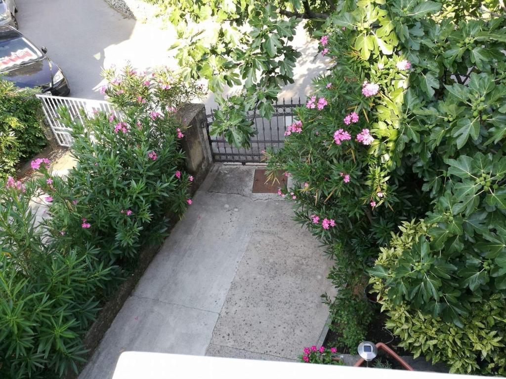 Zahrada ubytování Apartmani Focic