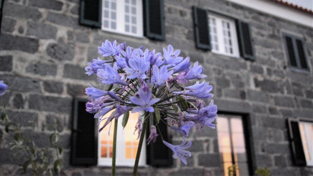 BELO CAMPO - Ilha do Faial (Horta) في Castelo Branco: حفنة من الزهور الأرجوانية أمام المبنى