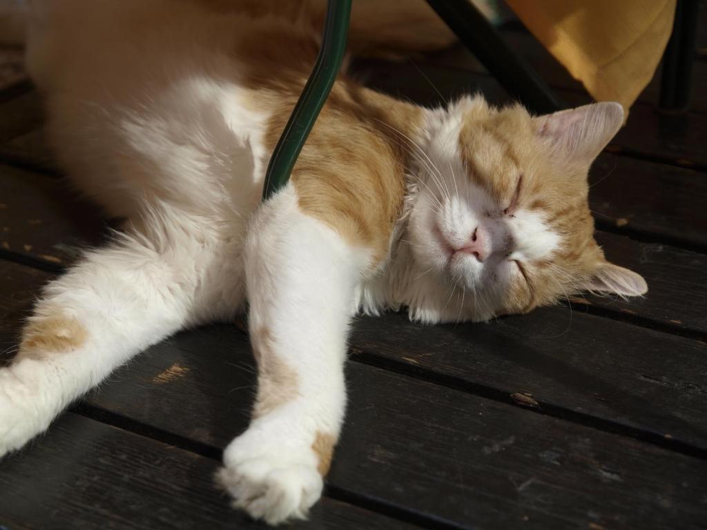 Ospiti di Hotel San Filis con animali domestici
