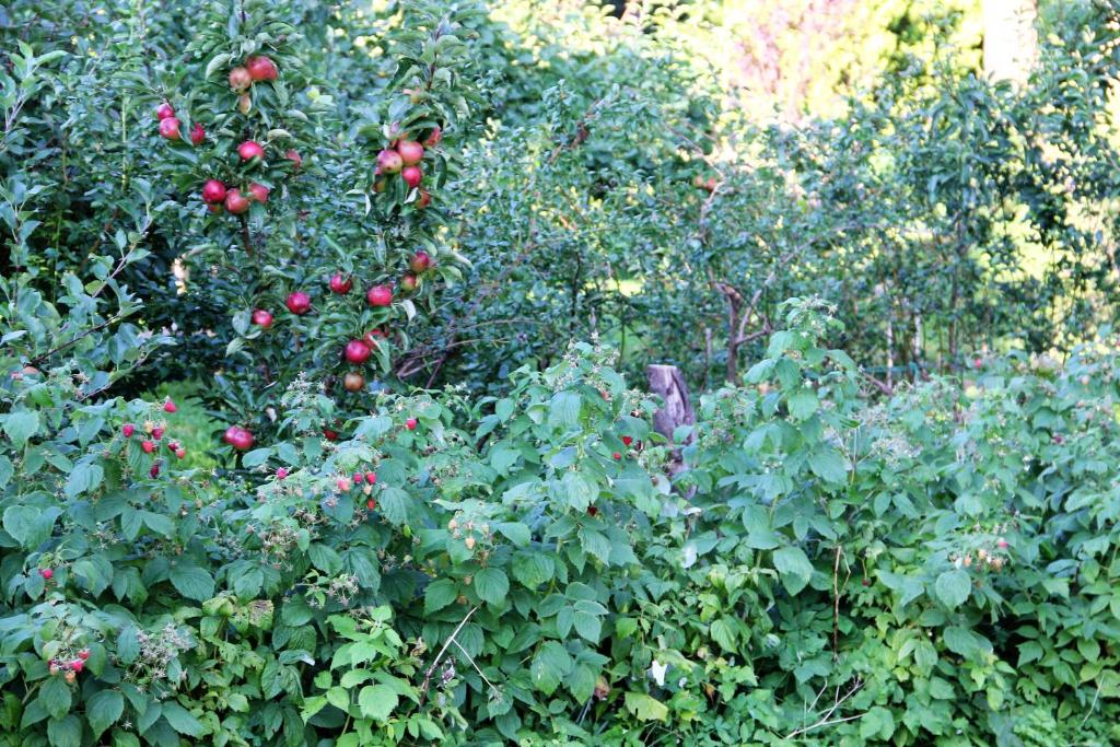 Vonkajšia záhrada v ubytovaní Domjana Lubiatowo