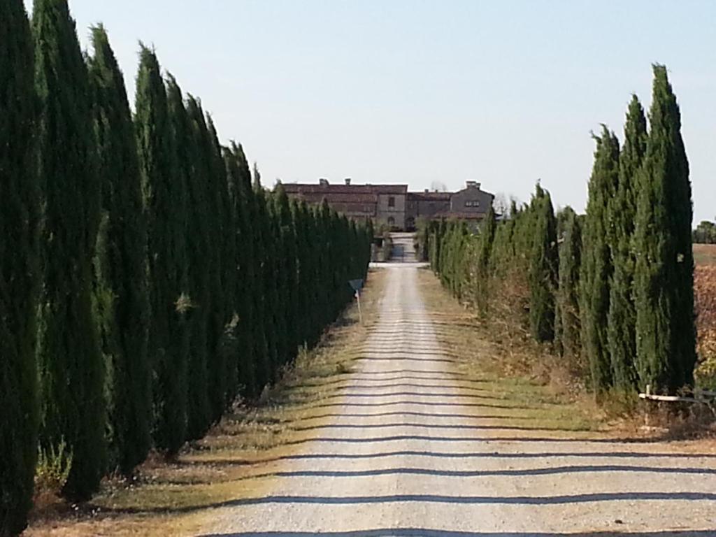 une route au milieu d'une rangée d'arbres dans l'établissement Borgo Beccanella, à Asciano