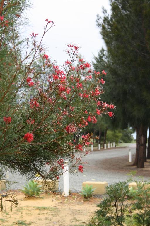 Un árbol con flores rojas en un parque en The Heights Bed & Breakfast, en Jurien Bay