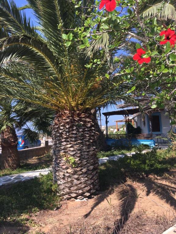 a palm tree in front of a house with red flowers at Princess Studios in Afiartis