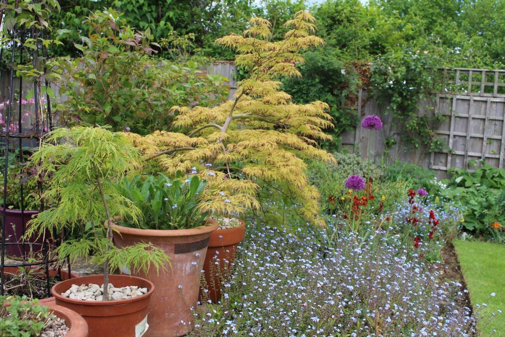 a garden filled with lots of flowers and plants at Laurels Guesthouse in Witney