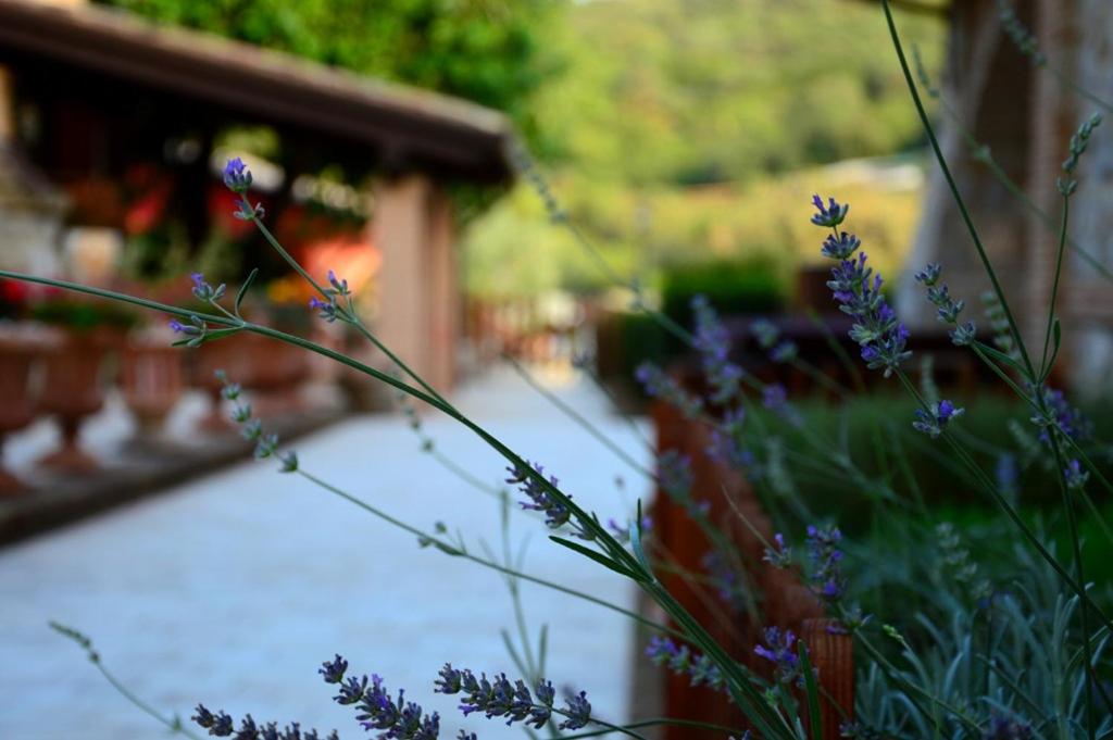 Zahrada ubytování SarAnd Relais-Adults Only